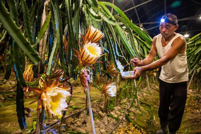 越南火龙果出口面临压力：中国扩大火龙果种植面积价格低并且产量和质量也高米乐M6 米乐(图4)