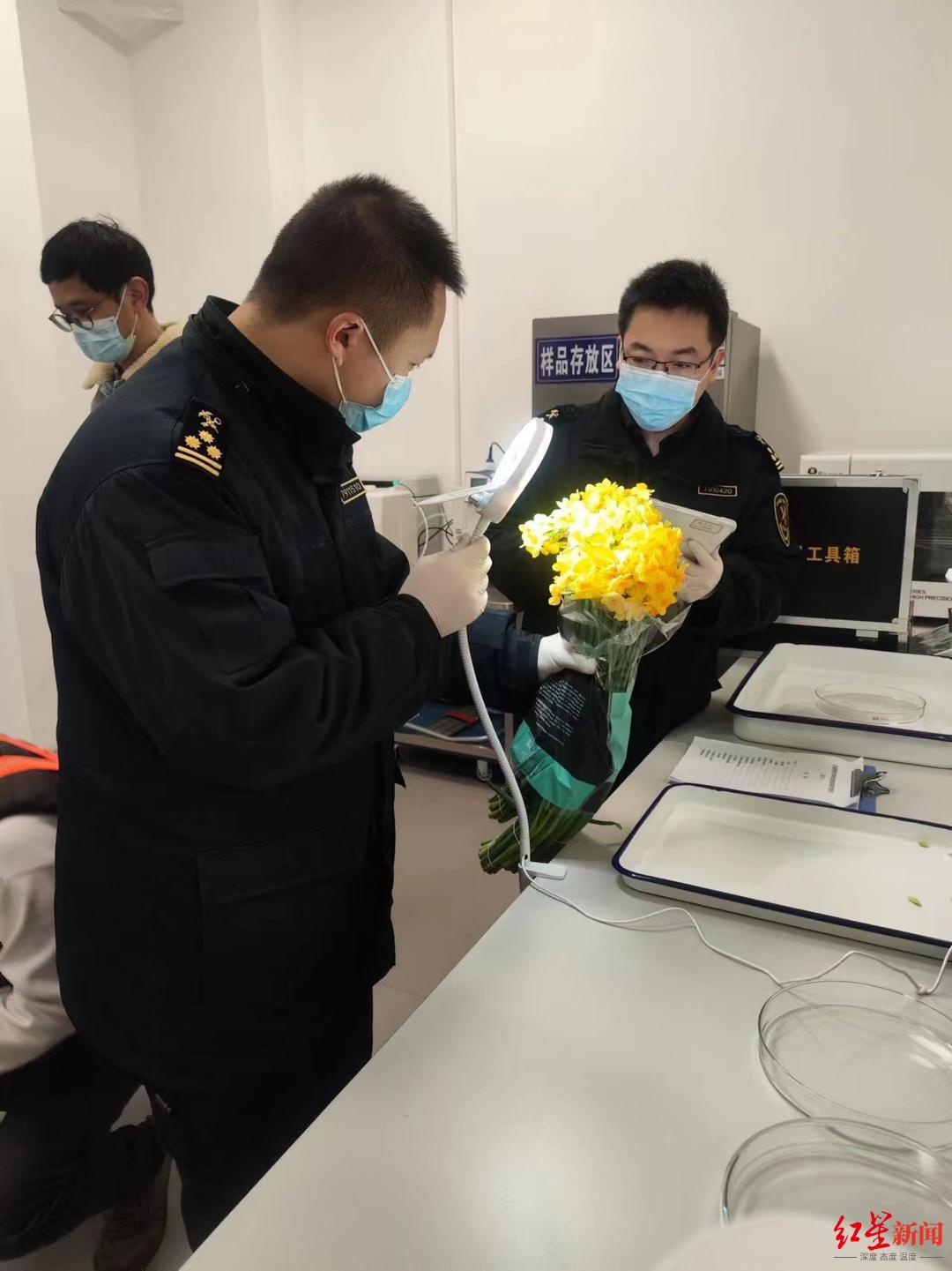 通关“零延时”！天府国际机场首票鲜切花入境(图2)