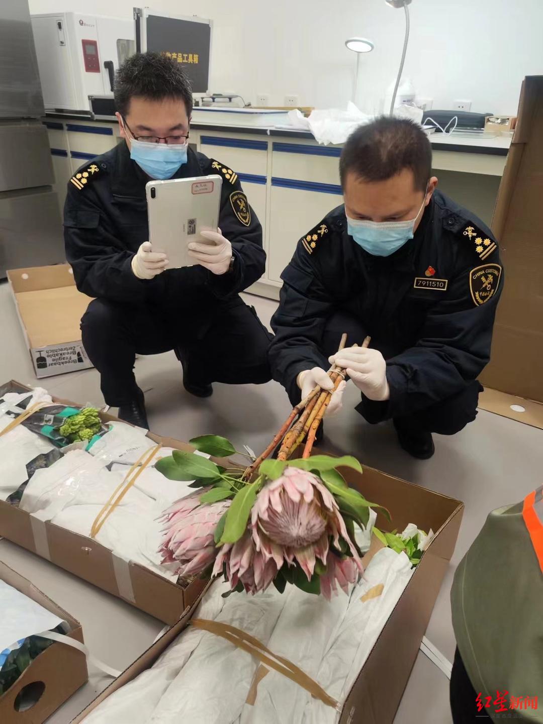 通关“零延时”！天府国际机场首票鲜切花入境
